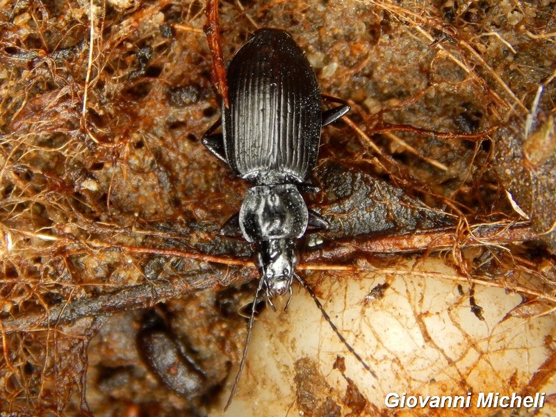 Limodromus krynickii - Carabidae